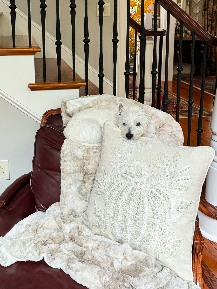 westie on chair