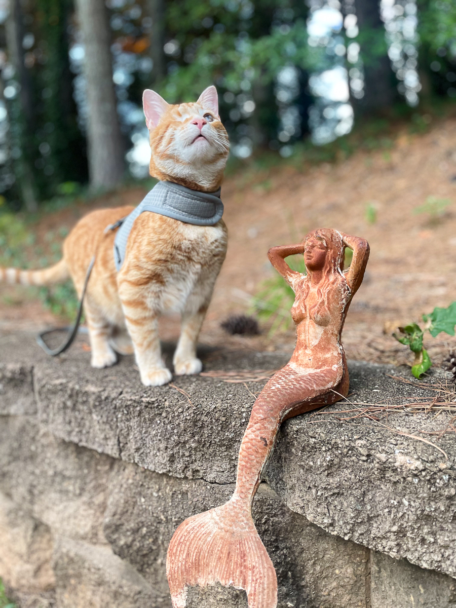 one eyed cat with mermaid